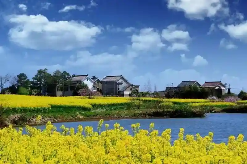 庆祝改革开放40周年｜田园变风景，生态成产业 “美丽经济”绽放高淳