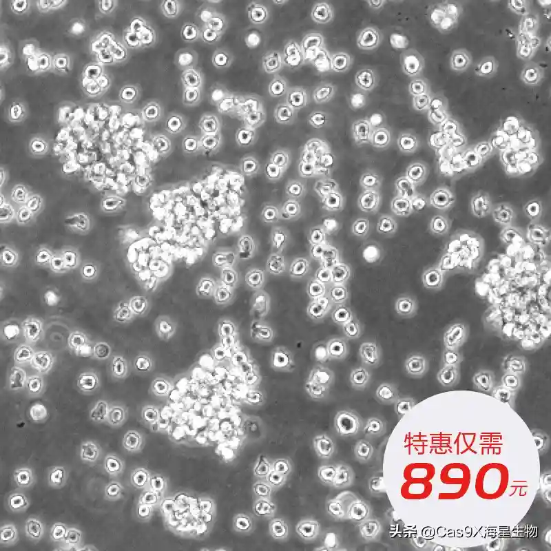 人单核细胞白血病(THP-1)细胞培养攻略