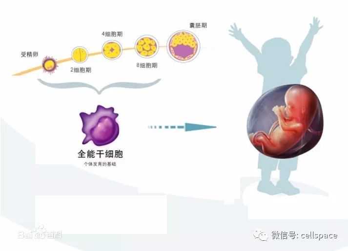 南开大学团队“抗癌干细胞药物化学”领域获突破