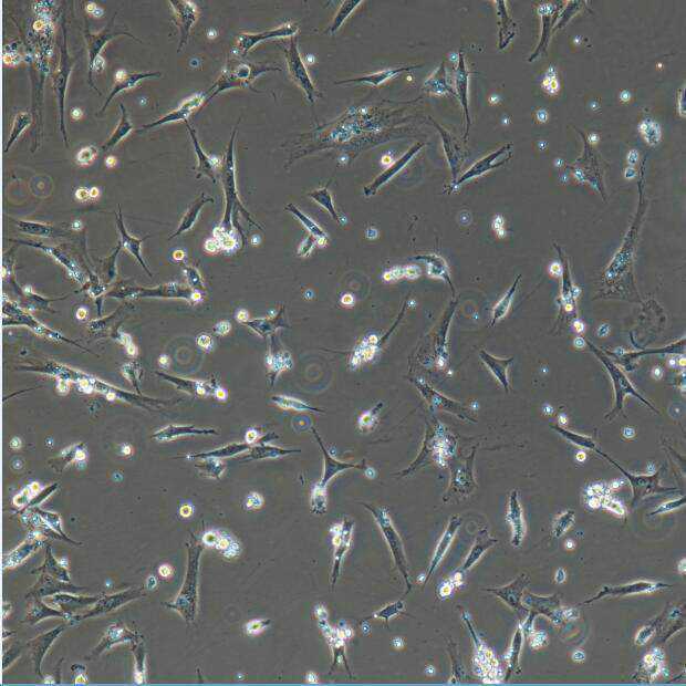 北科生物首席科学家蔡车国教授团队在《Cell Reports》发表最新研究成果
